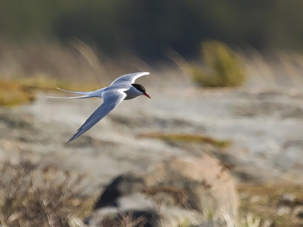 Lapintiira, Arctic Tern, Sterna paradisaea